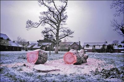 038 Sick Sycamore felled on King Wm Dr Gn © David Hanks