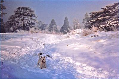 118 Charlton Park in the snow 1981/2 ©David Hanks