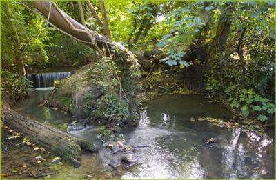 130 The Lilley Broom through Charlton Park 2008 ©David Hanks